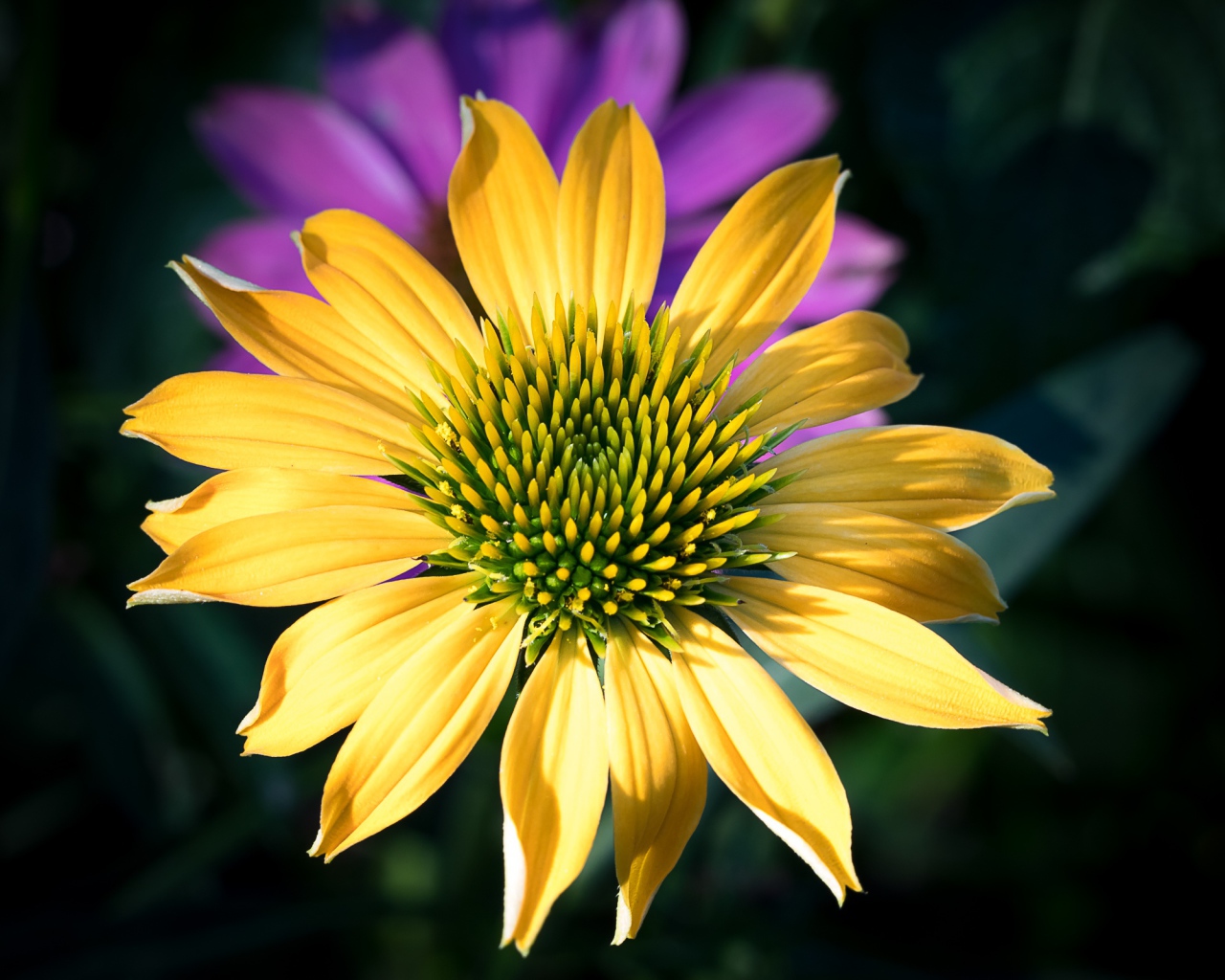 Красивый желтый цветок крупным планом