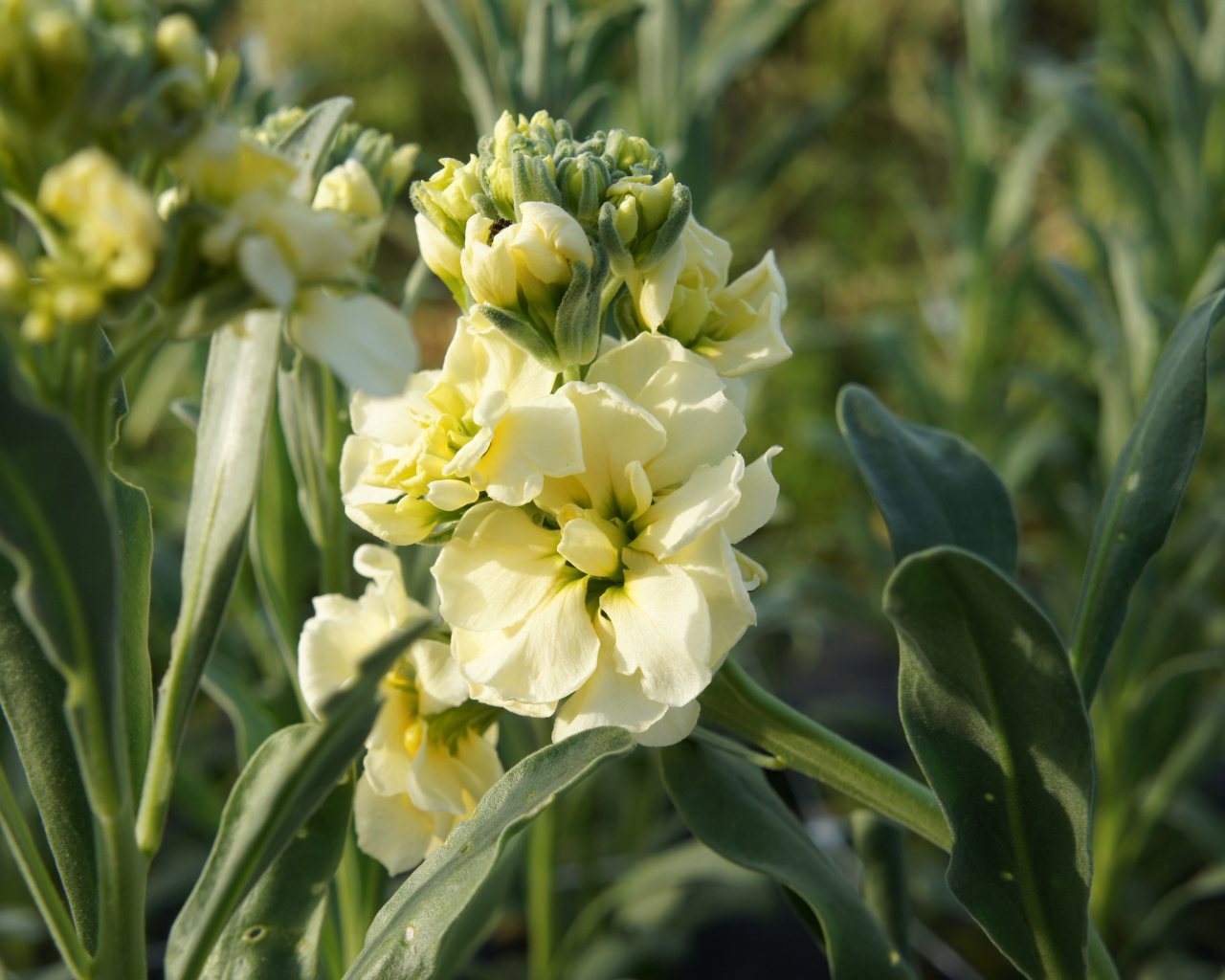 Красивый желтый цветок левкой с бутонами крупным планом