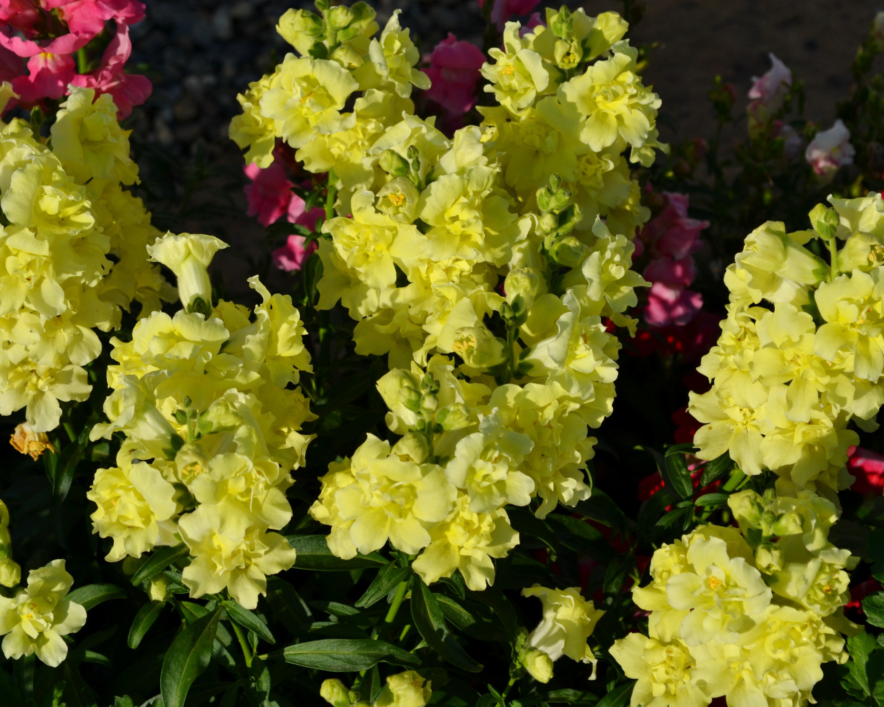 Красивые желтые цветы Львиный зев