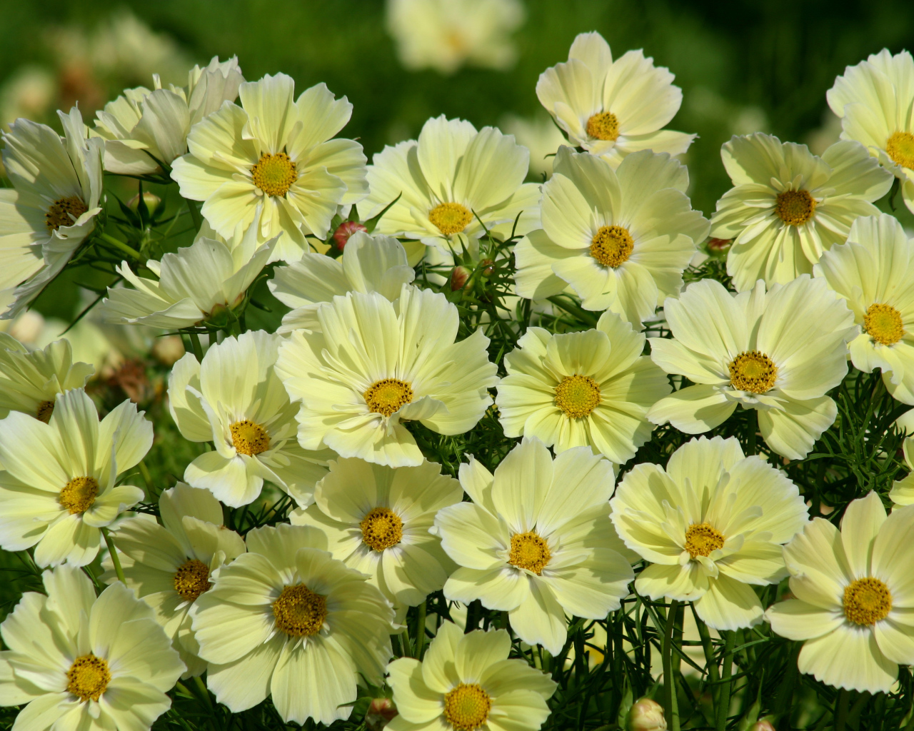 Красивые желтые цветы космея крупным планом