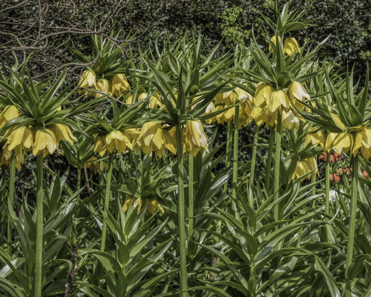 Красивые желтые цветы рябчики 