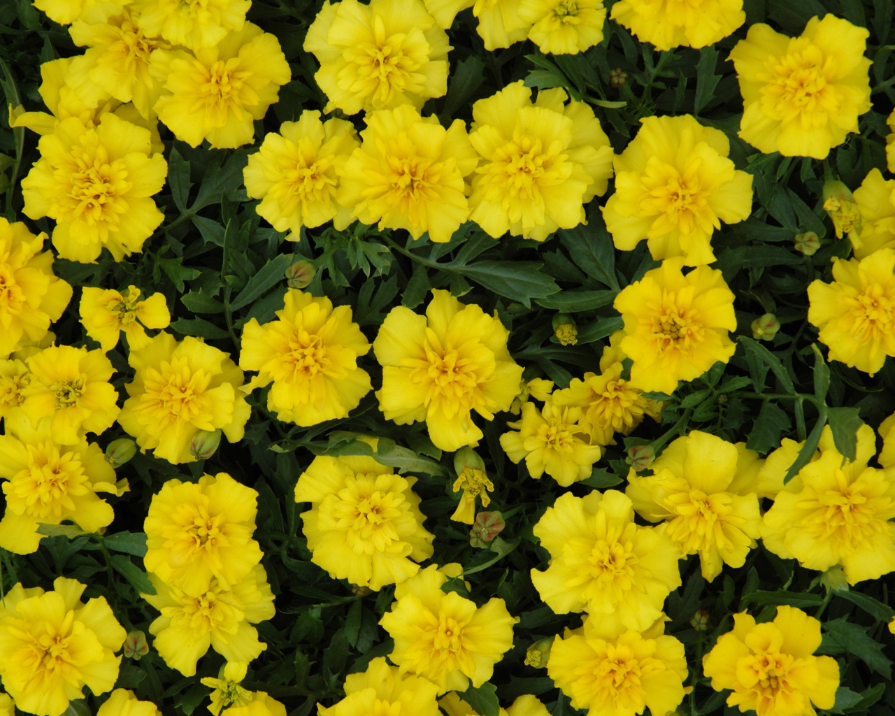 Красивые желтые бархатцы вблизи