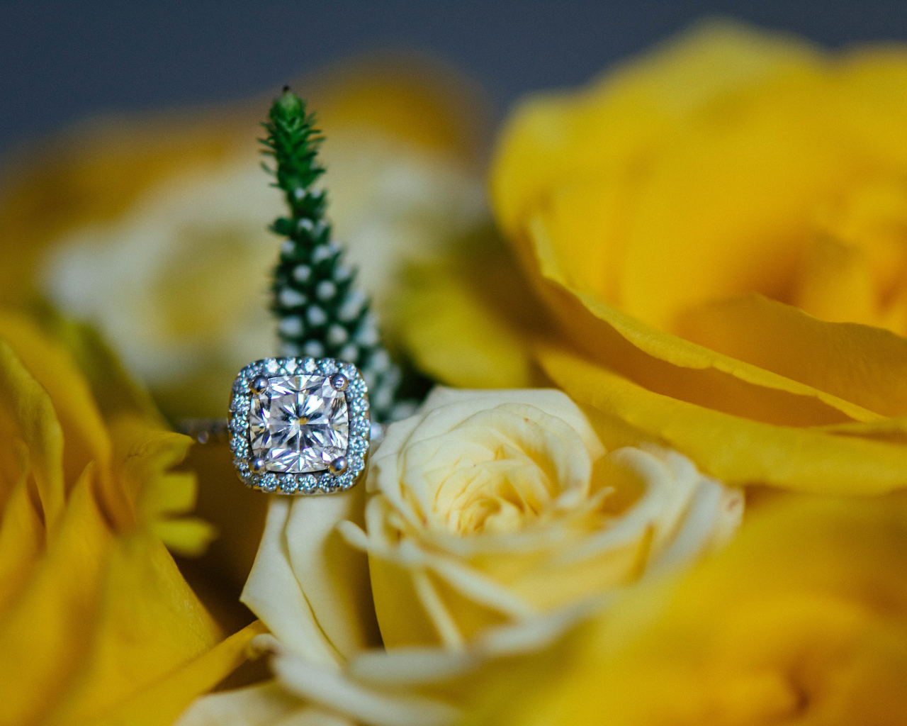 Красивые желтые розы и дорогое кольцо с бриллиантом крупным планом