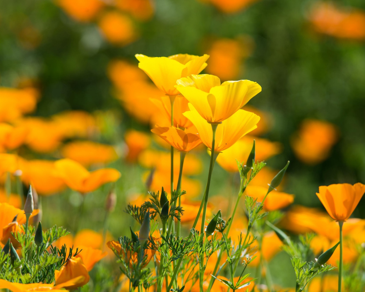 Красивые желтые летние цветы эшшольция калифорнийская