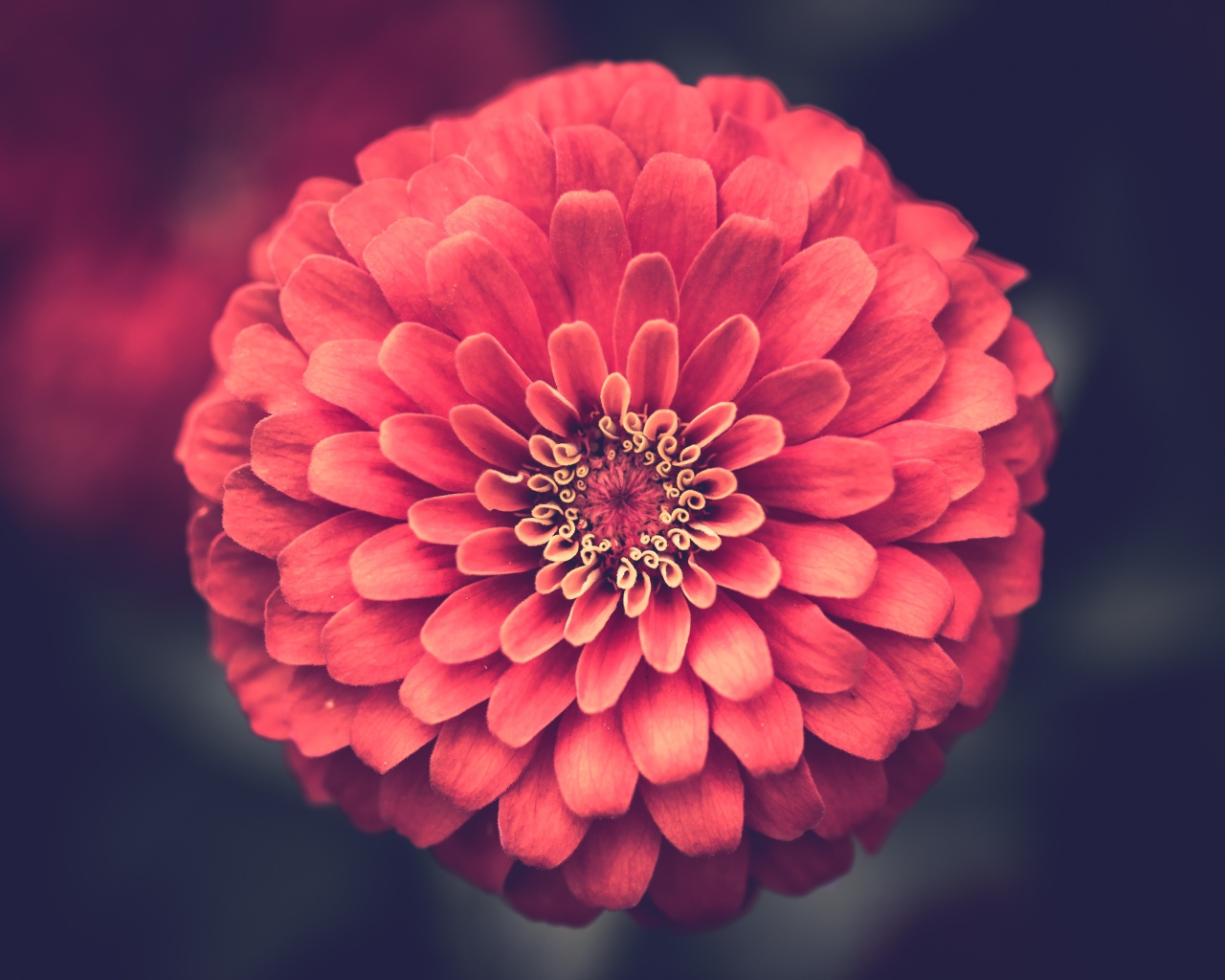 Красивый цветок цинния крупным планом