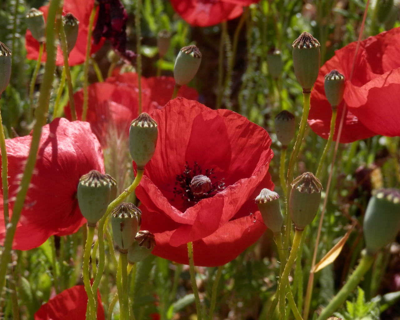 Большие красивые красные маки в поле 