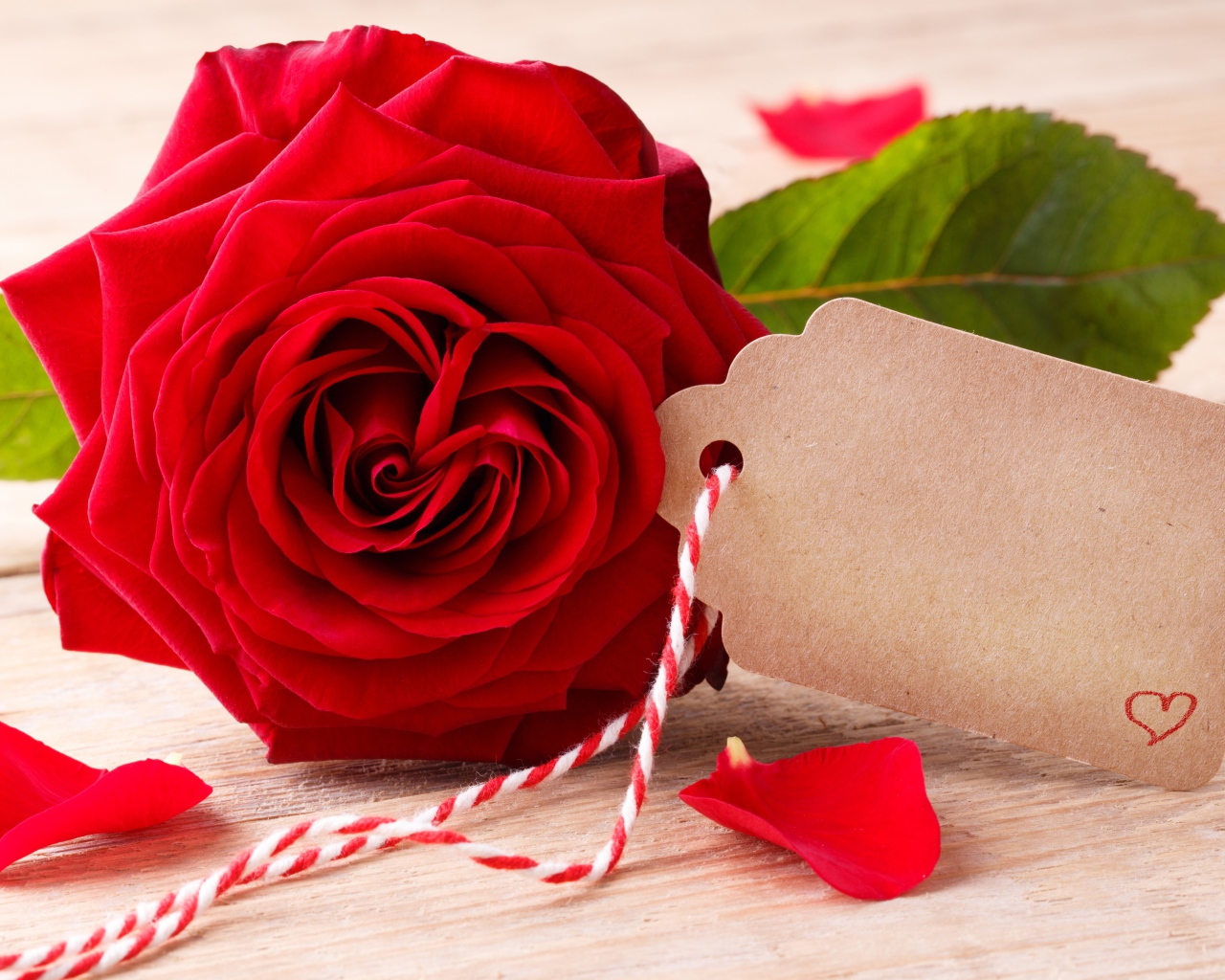 Большая красивая красная роза с открыткой крупным планом