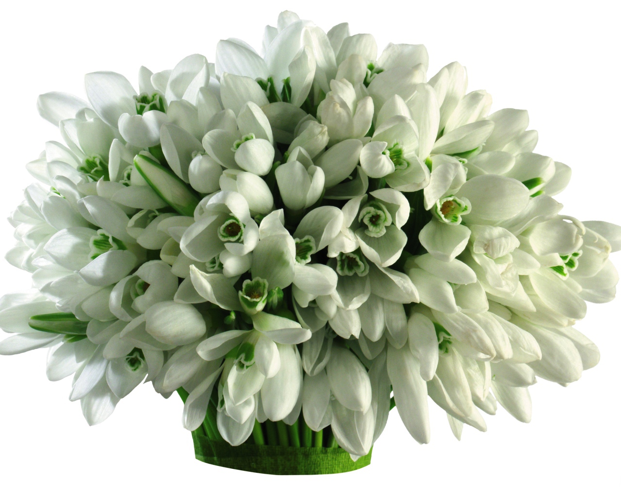 Большой букет подснежников на белом фоне 