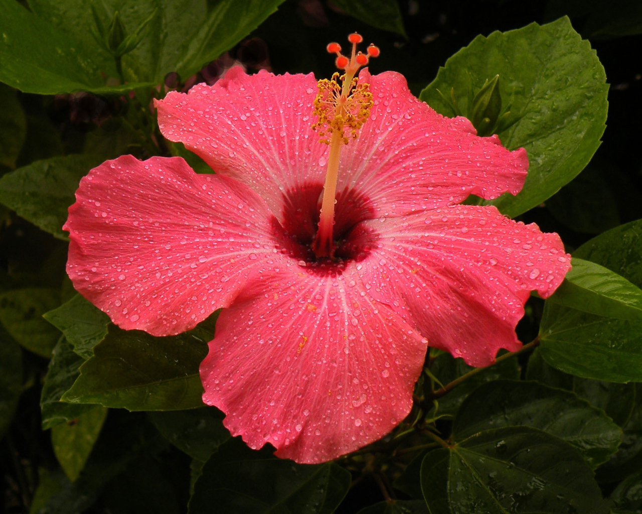 Большой красный цветок  гибискус 