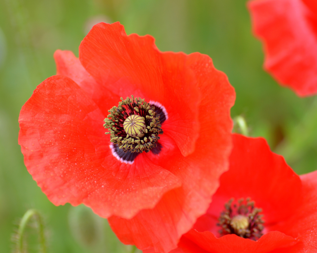 Большой цветок красного мака крупным планом 