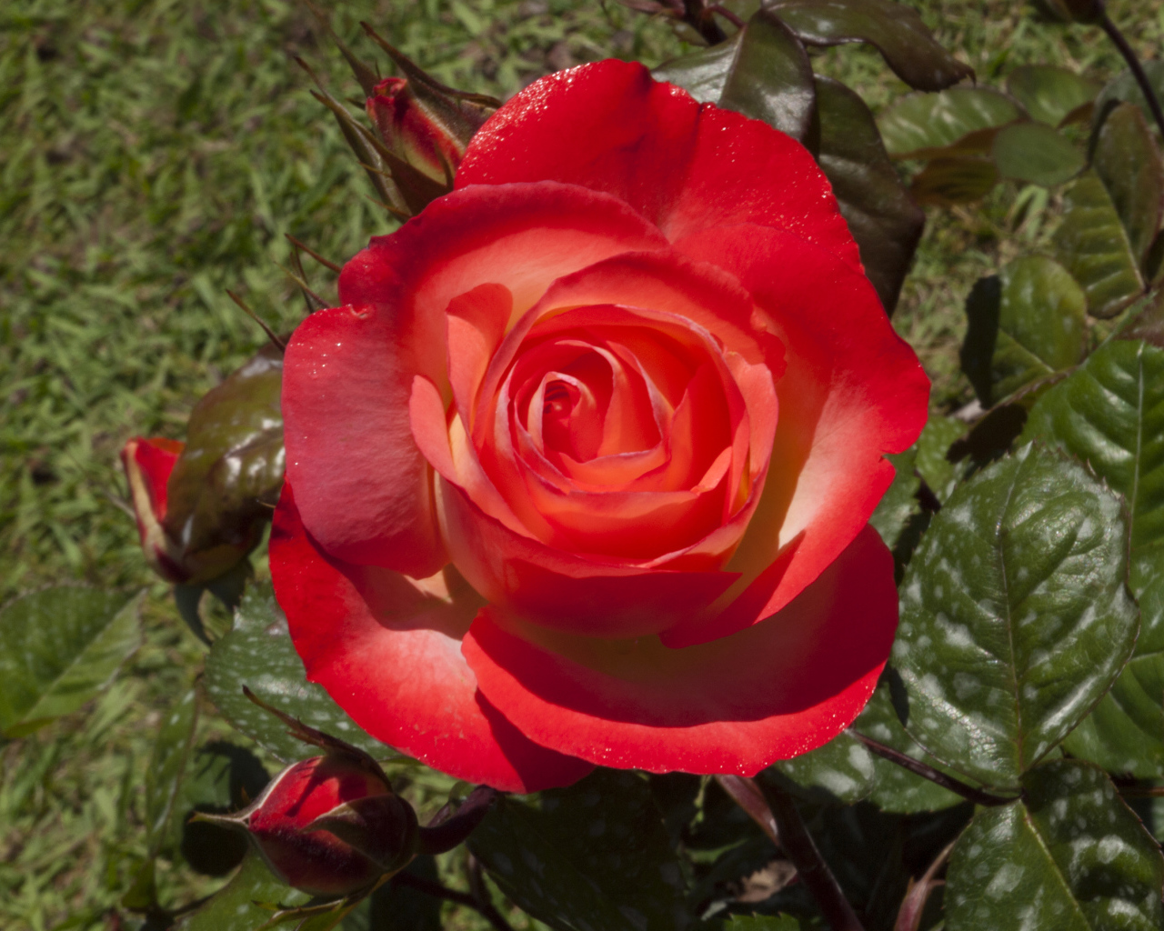 Большая красная роза с зелеными листьями крупным планом