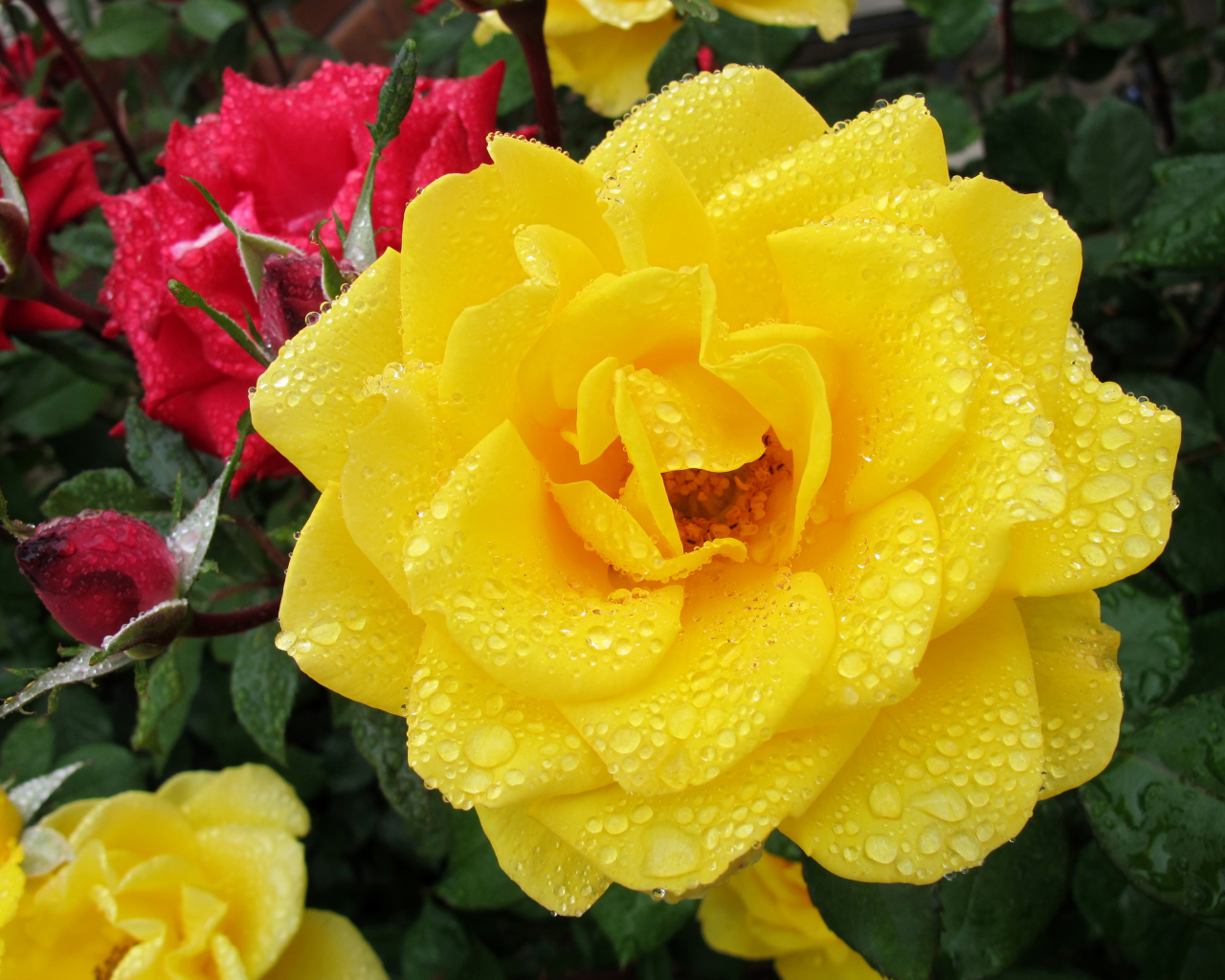 Большая желтая роза в каплях росы крупным планом