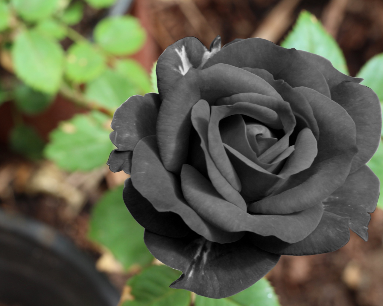 Цветок черной розы крупным планом
