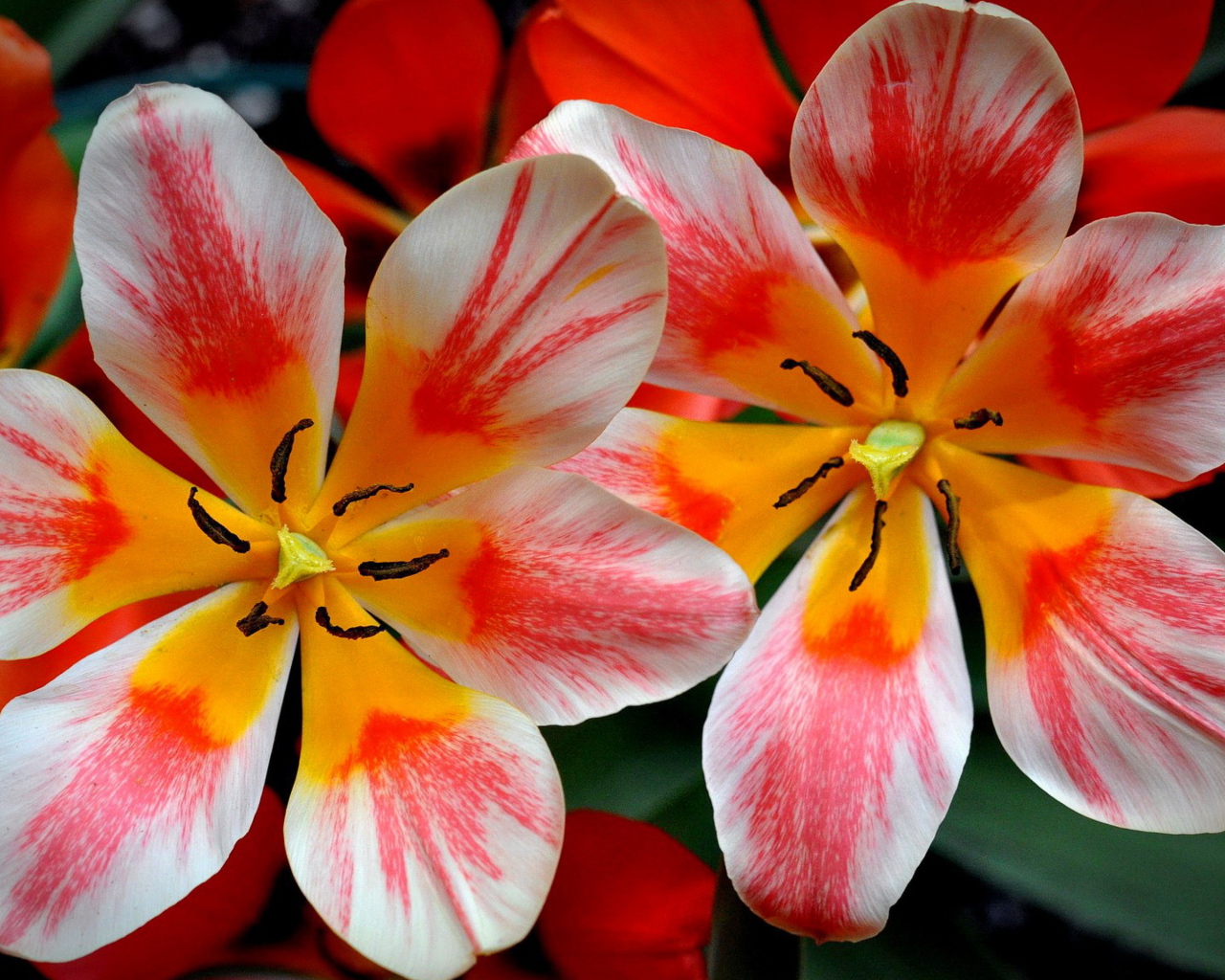 Распустившиеся розовые тюльпаны 