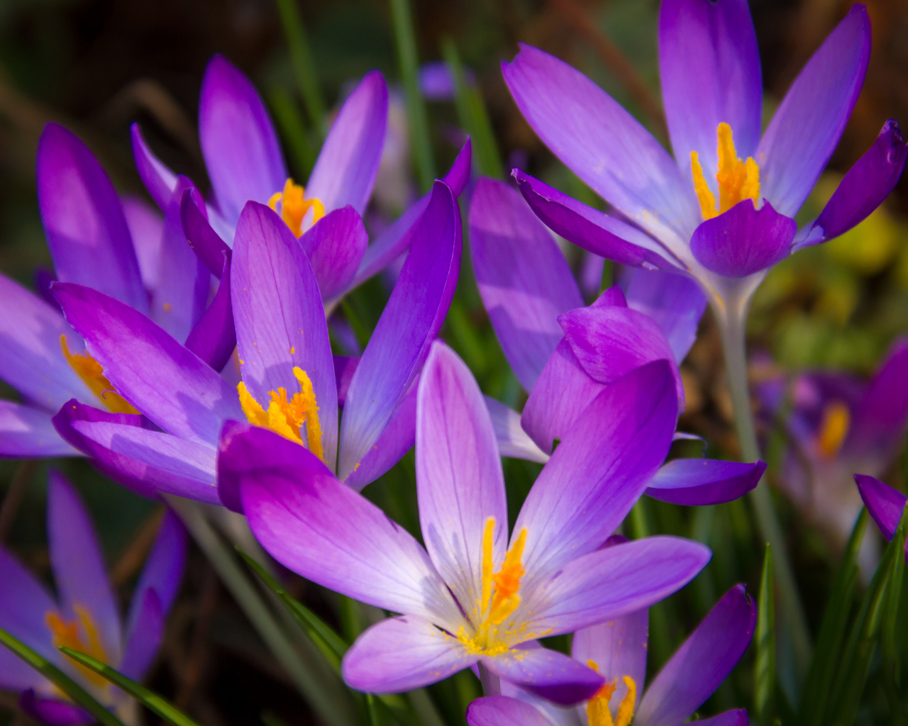 Распустившиеся фиолетовые крокусы крупным планом