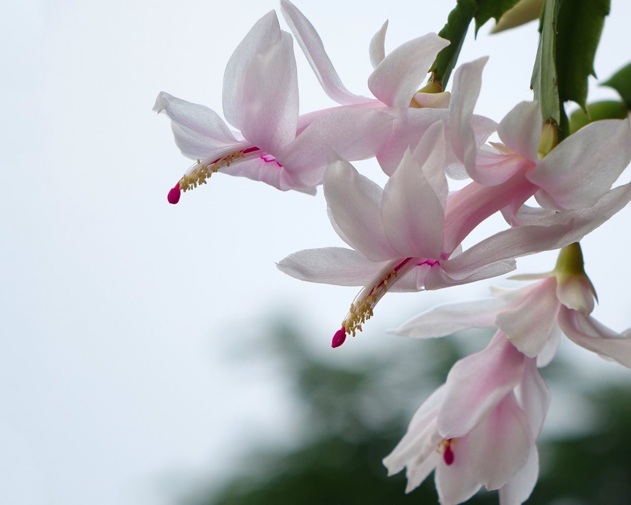 Цветущий комнатный цветок Рождественник 