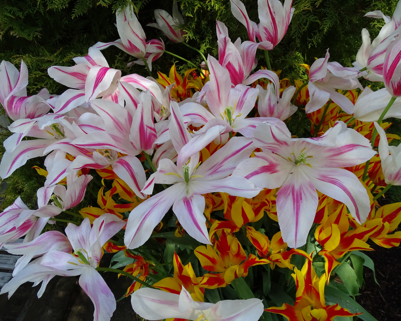 Распустившиеся цветы тюльпаны 