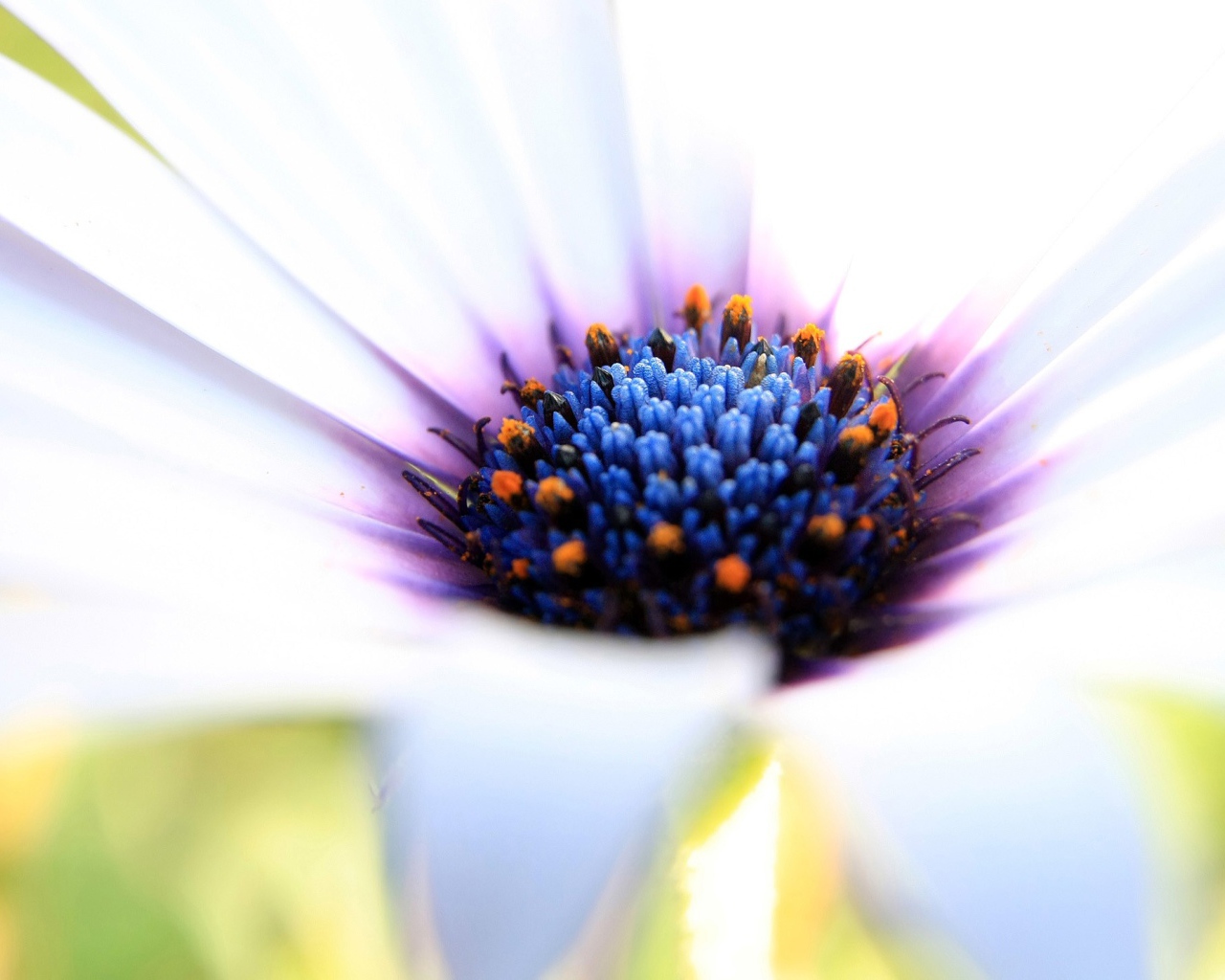 Синяя сердцевина белого цветка 