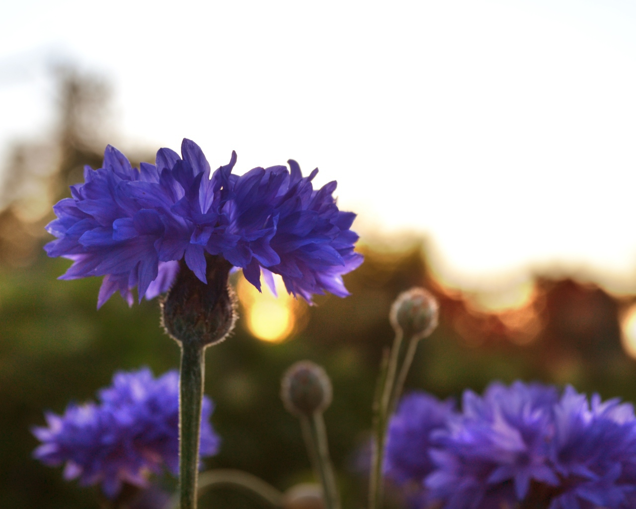 Голубые васильки на рассвете  