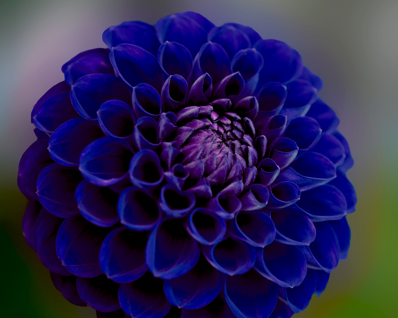 Синяя георгина крупным планом 