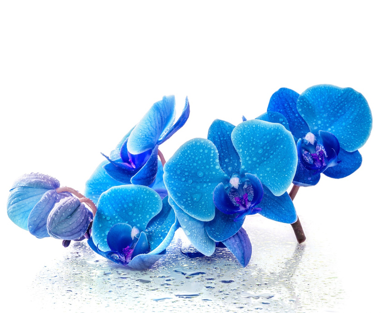 Голубые экзотические орхидеи в каплях воды на белом фоне
