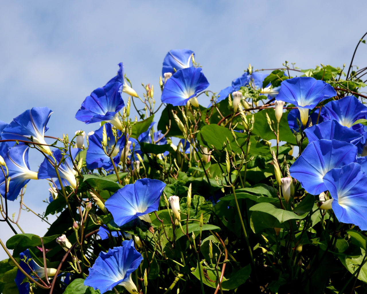 Синие цветы вьюнки на фоне голубого неба