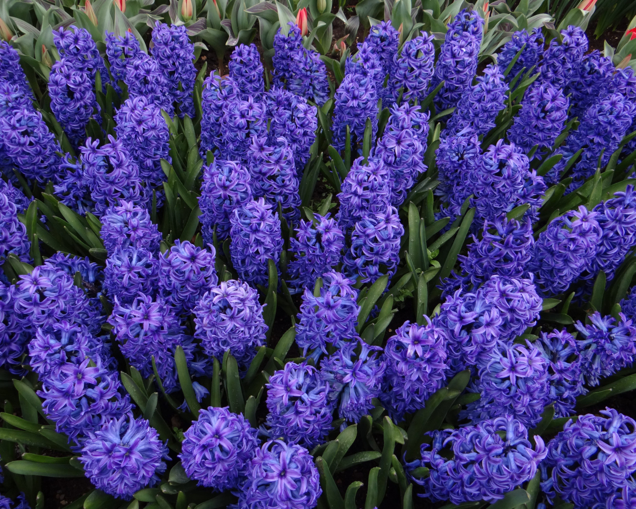 Голубые цветы гиацинты на клумбе крупным планом