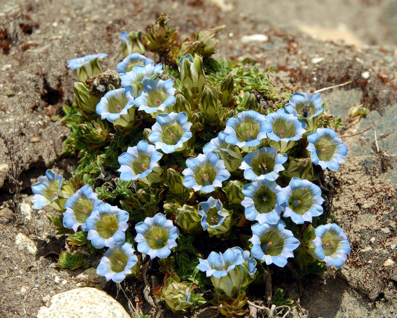 Голубые цветы на камне