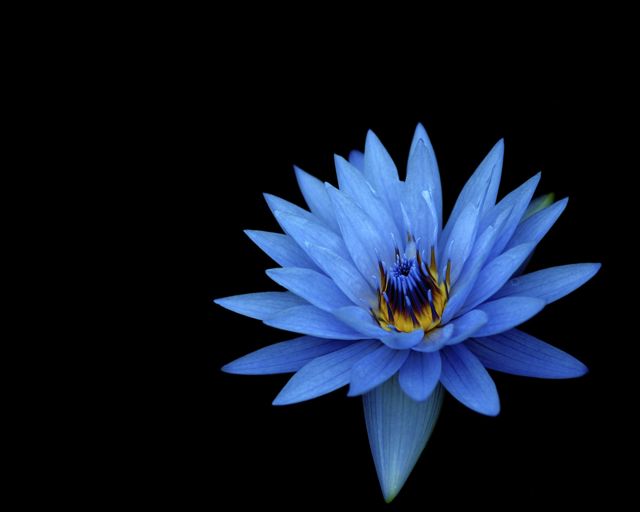 Голубой цветок лотоса на черном фоне 