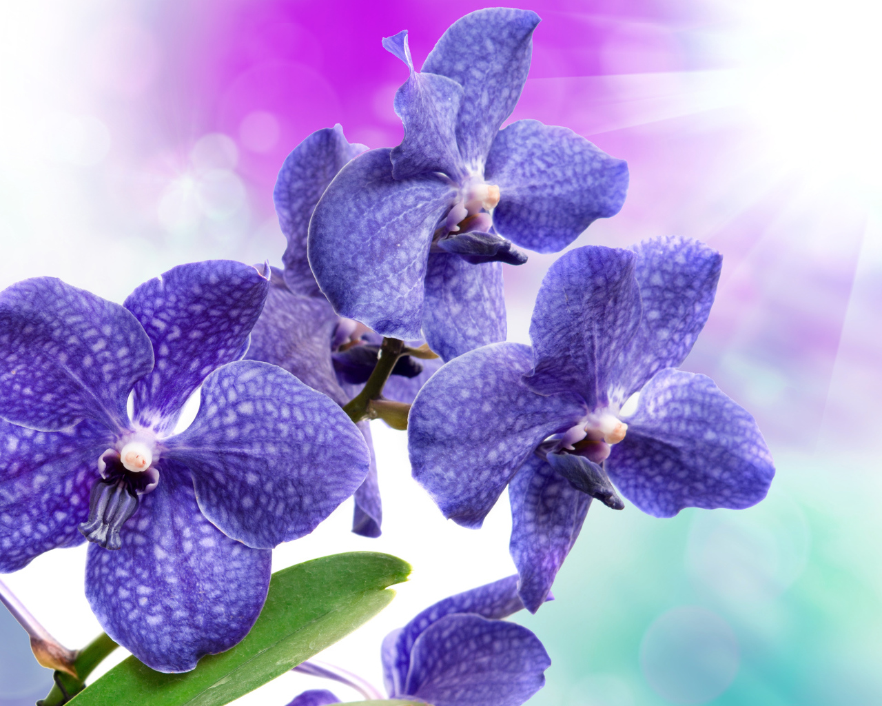 Синие орхидеи с белыми пятнами крупным планом