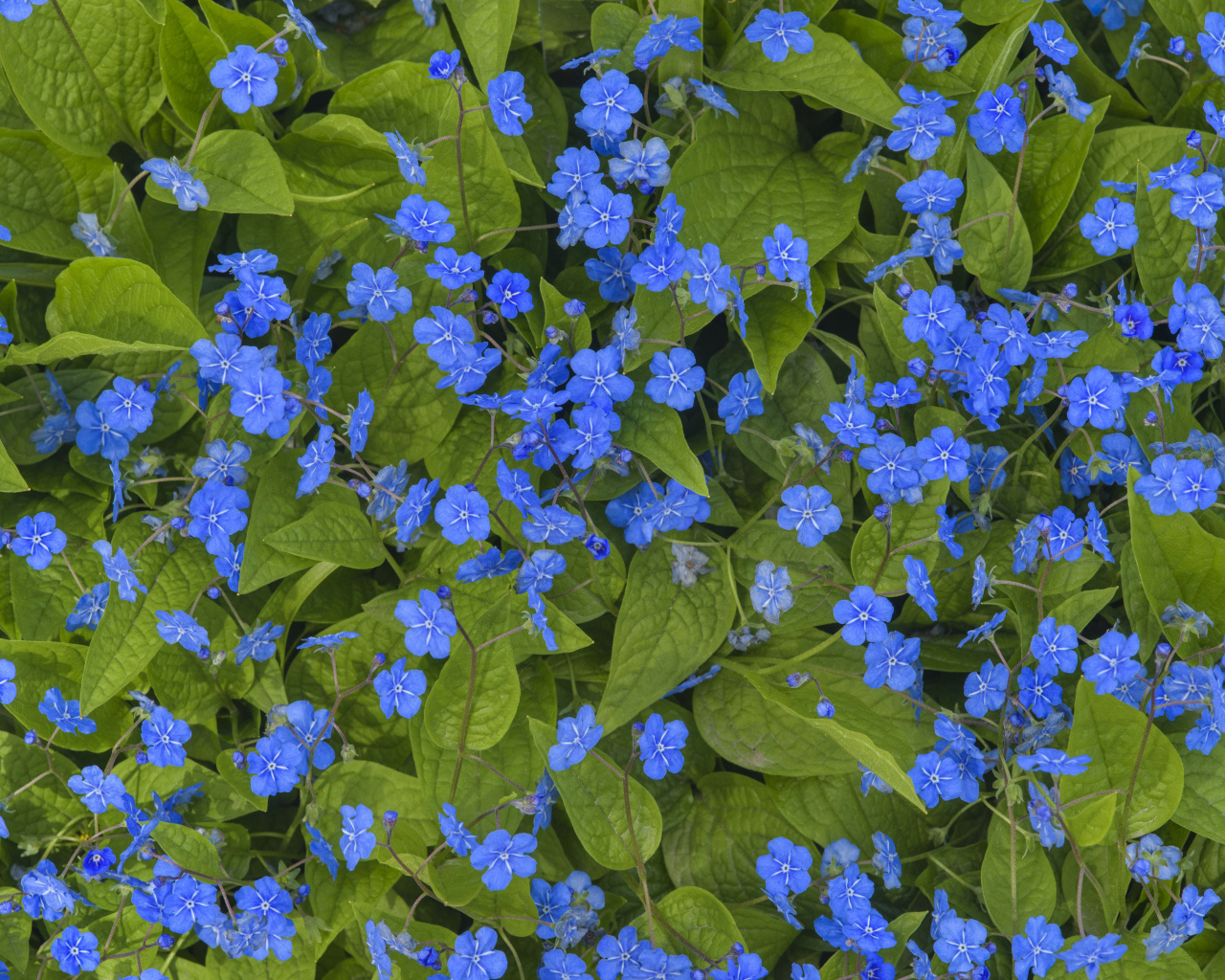 Голубые маленькие цветы незабудки крупным планом