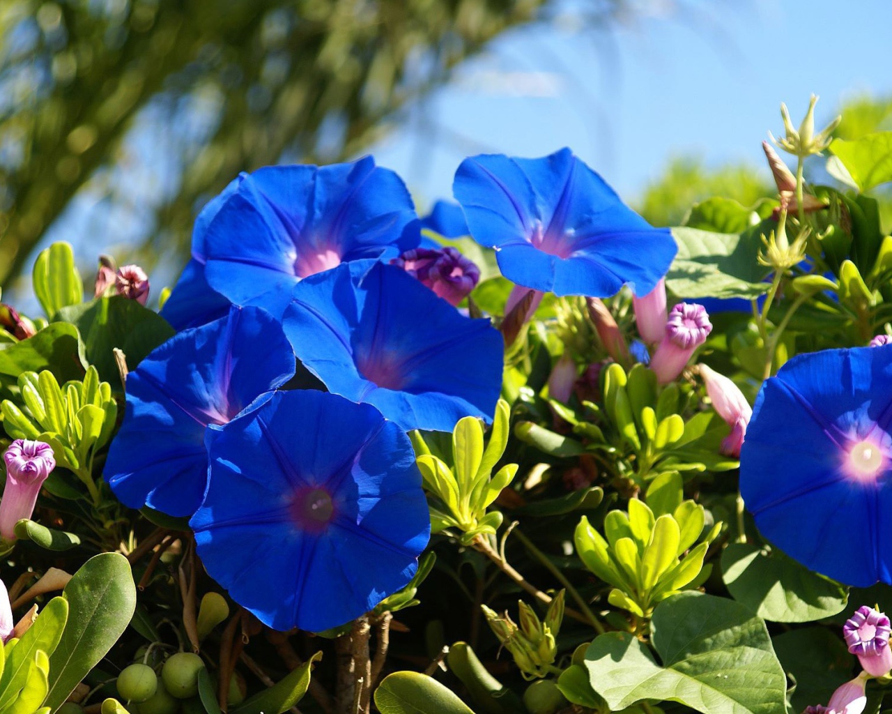 Синие летние цветы Ипомея 
