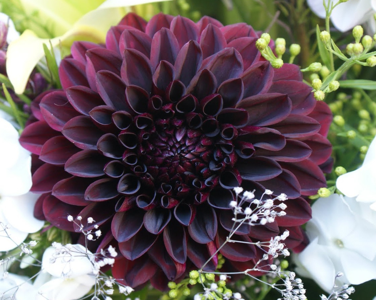 Бордовая георгина с белыми цветами в букете 