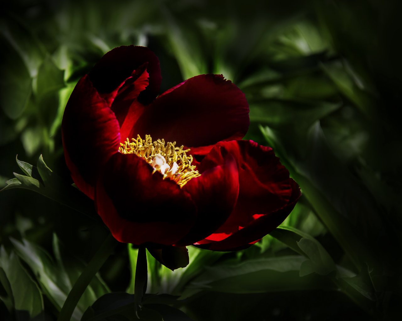 Бордовый красивый пион крупным планом