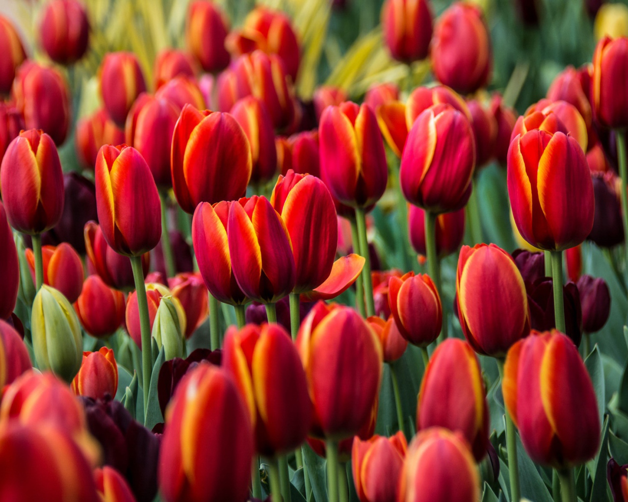 Бордовые красивые цветы тюльпаны 