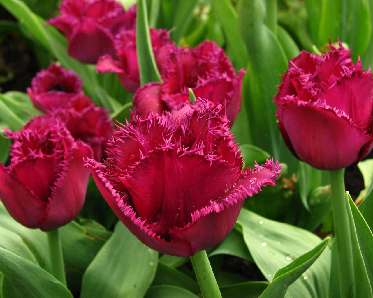 Бордовые тюльпаны на клумбе в каплях воды крупным планом