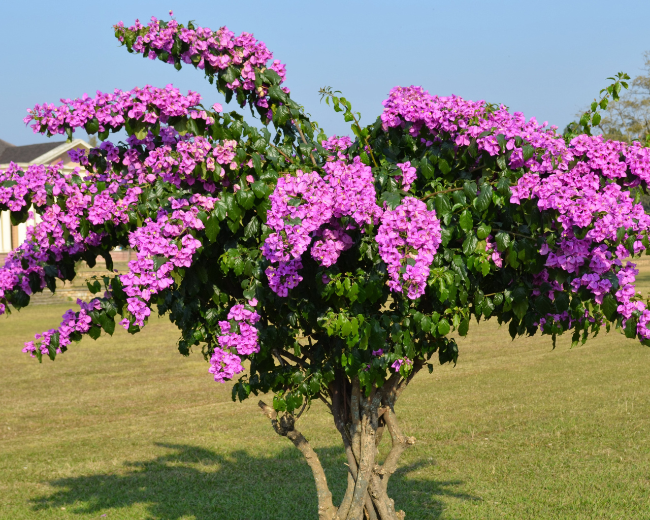 Дерево  Бугенвиллия с красивыми розовыми цветами