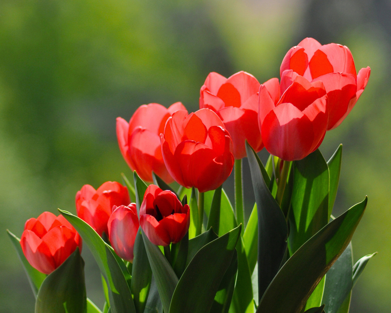 Букет красивых ярких красных тюльпанов