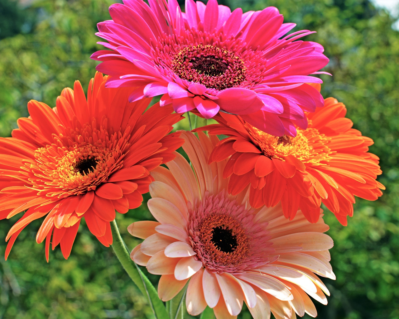 Букет красивых нежных гербер