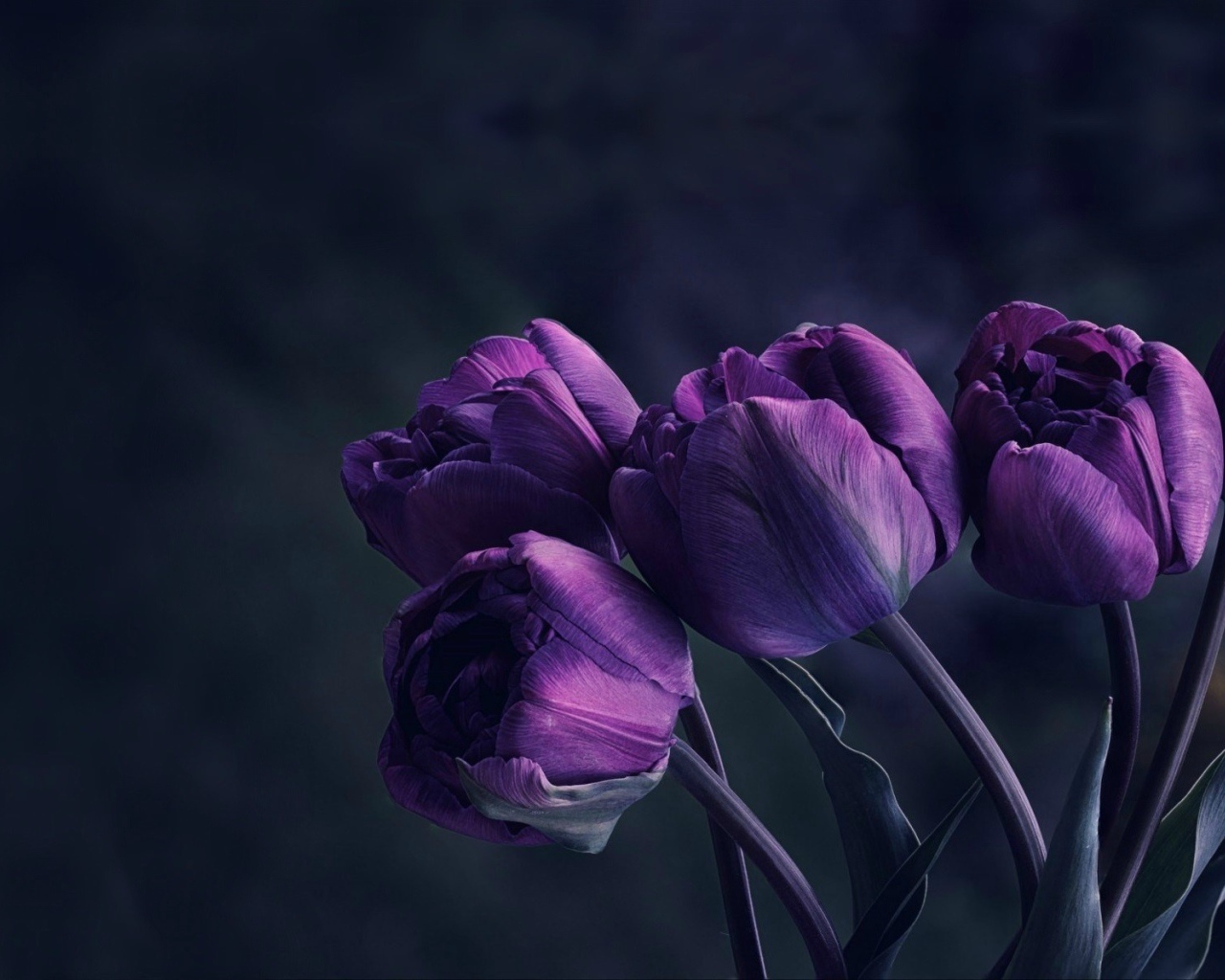 Букет красивых сиреневых тюльпанов 