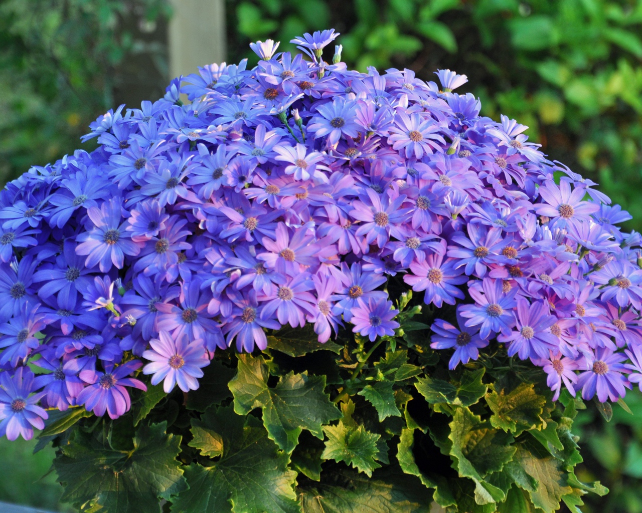 Букет синих красивых цветов 