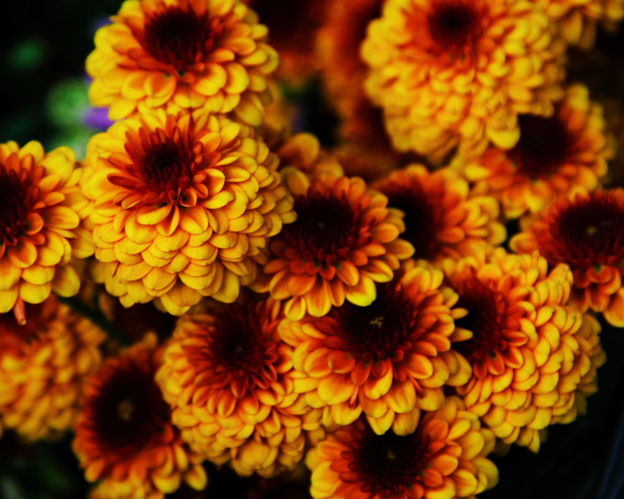 Букет ярких оранжевых цветов хризантемы