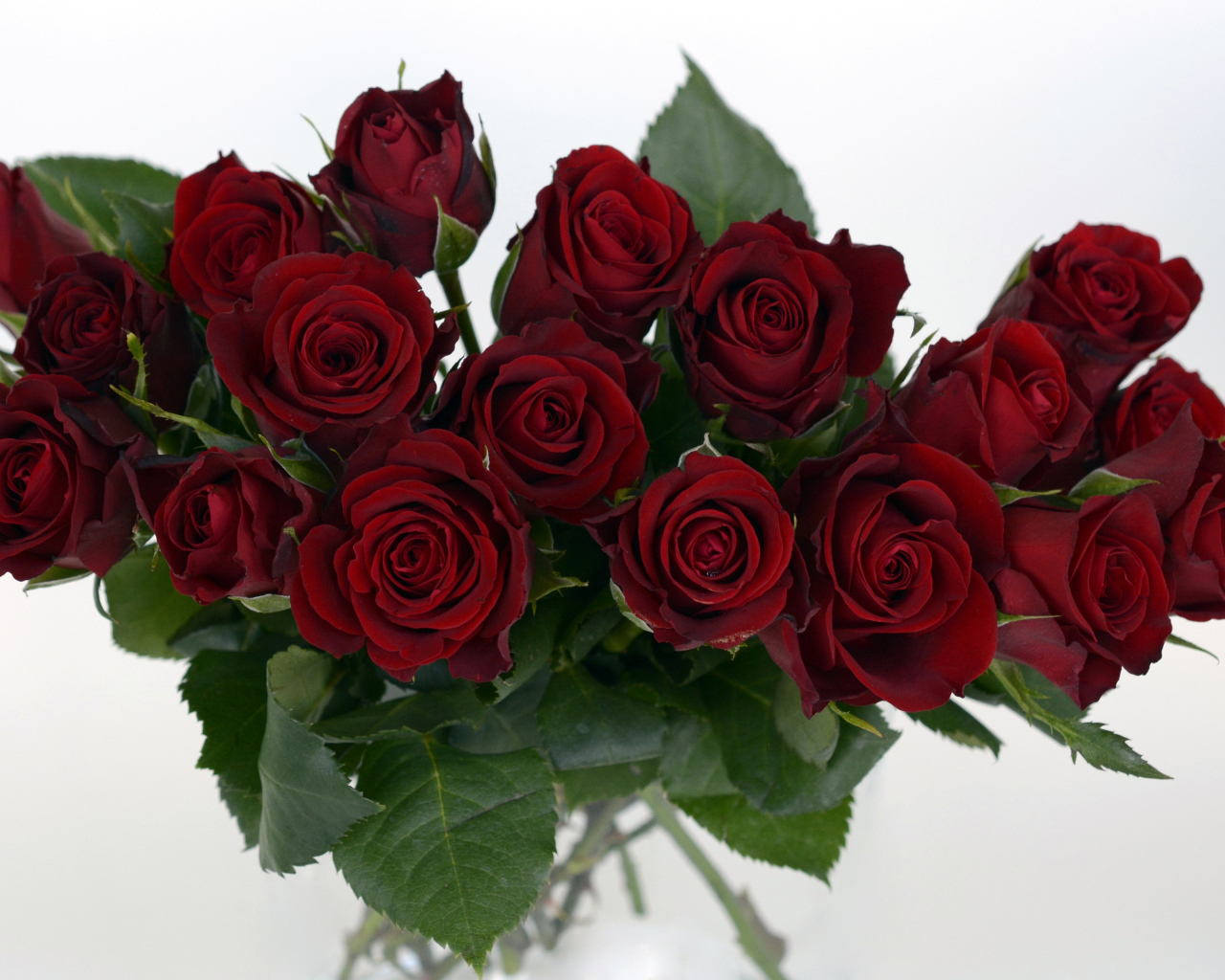 Букет бордовых роз крупным планом на белом фоне 