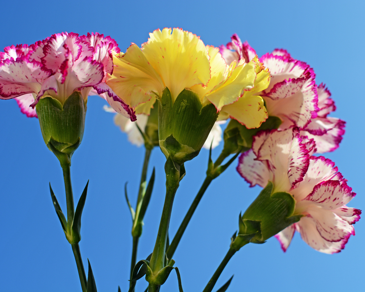 Букет гвоздик на голубом фоне крупным планом