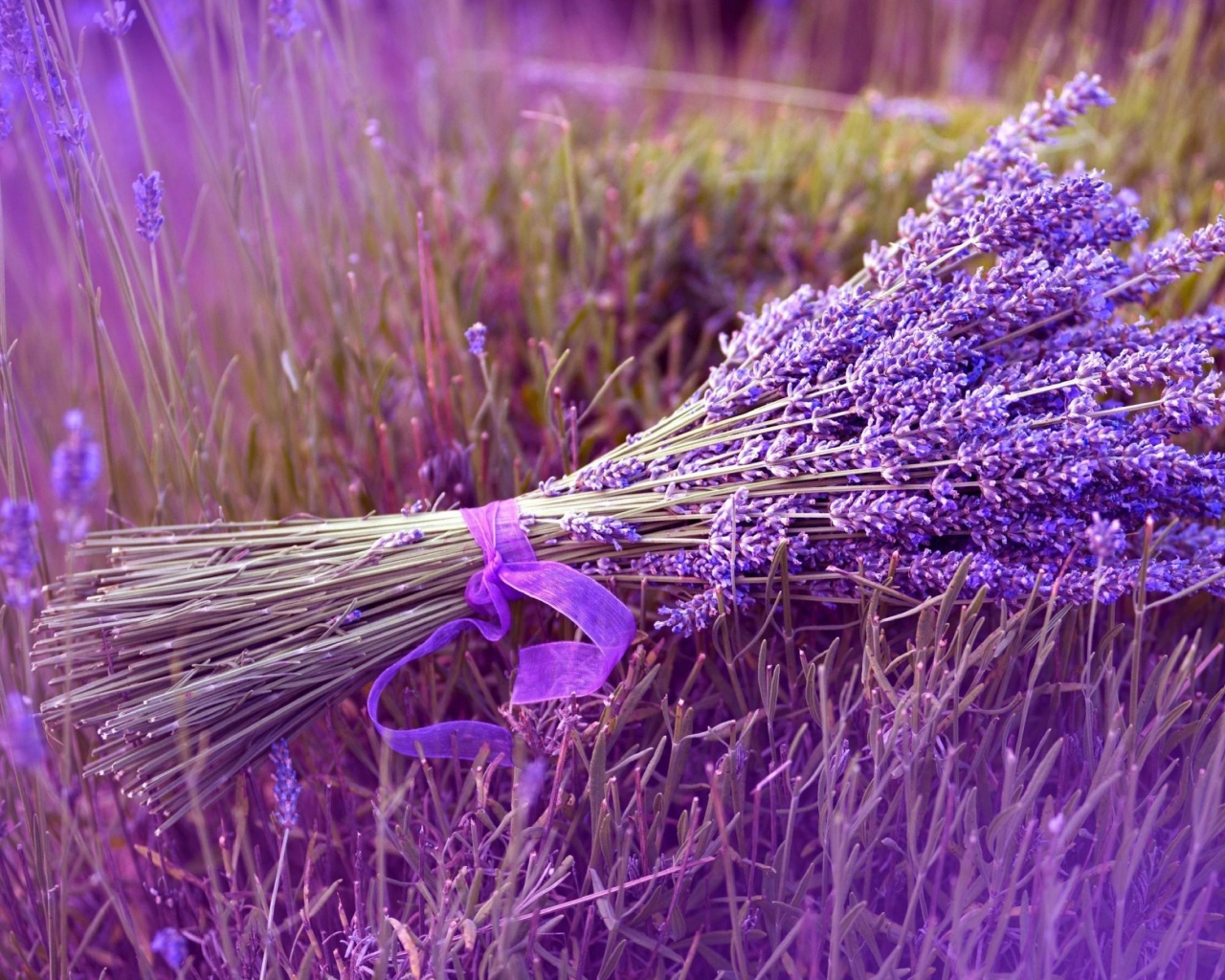 Букет сиреневых цветов лаванды перевязанный лентой