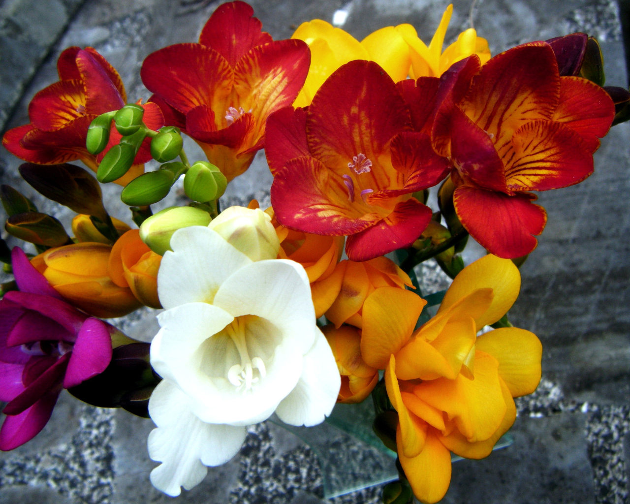 Букет разноцветных цветов фрезия крупным планом