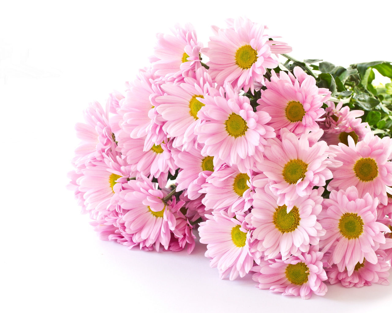 Букет розовых хризантем на белом фоне