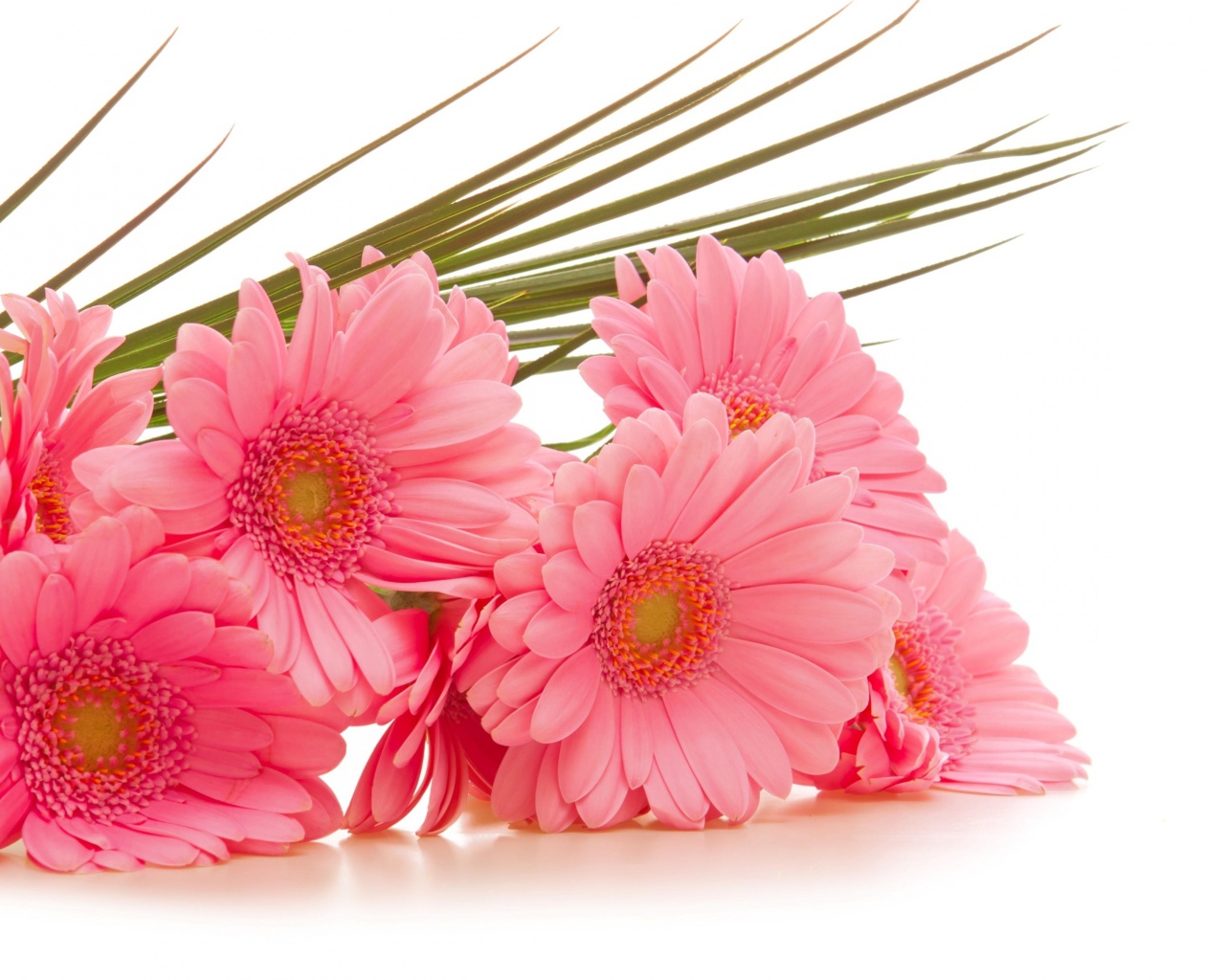 Букет розовых гербер на белом фоне