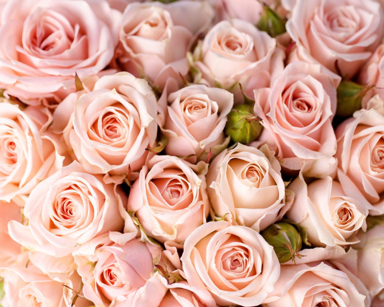 Букет розовых роз крупным планом