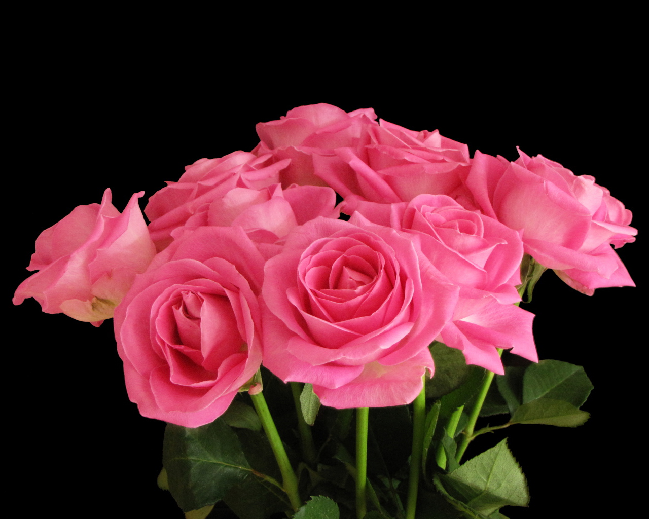 Букет розовых роз на черном фоне крупным планом